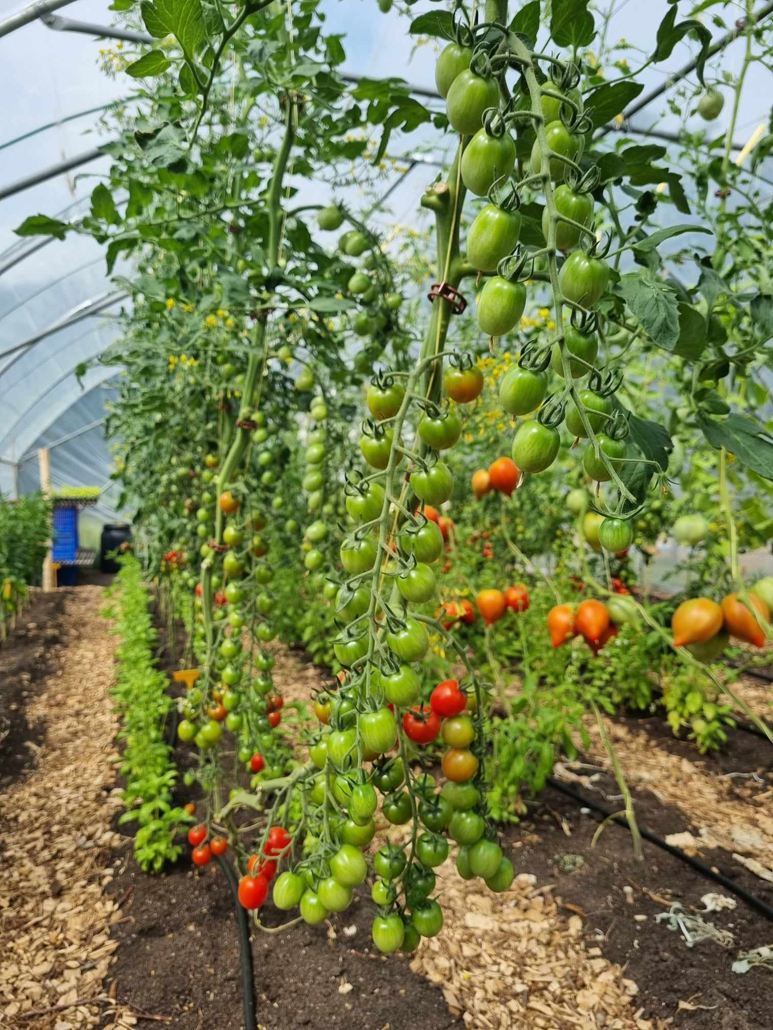 Tomaten in de kas van Tuinderij Aan ’t Zandeinde