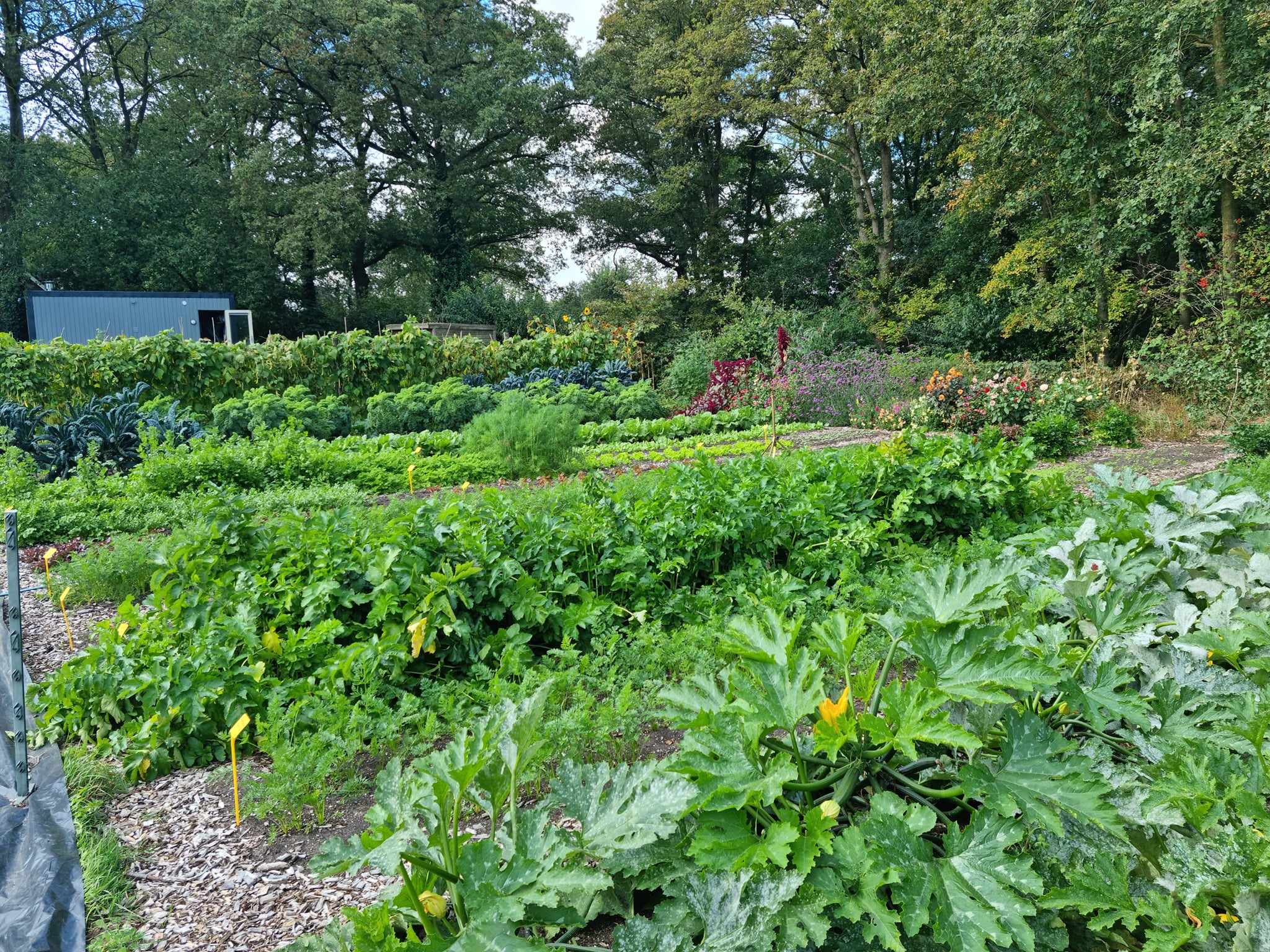 Groentebedden van Tuinderij Aan ’t Zandeinde in Lemele