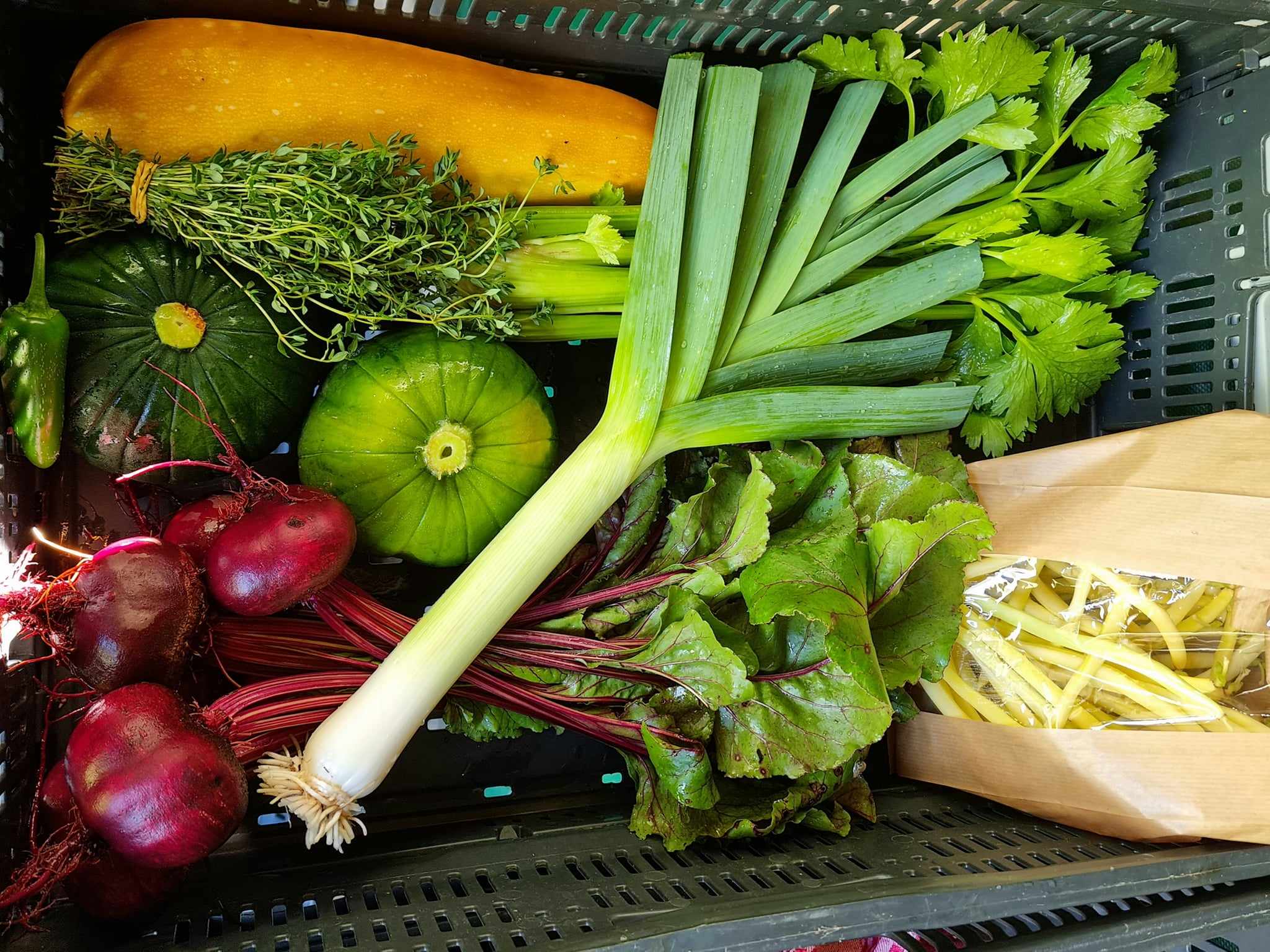 Vers groentepakket van Tuinderij Aan ’t Zandeinde