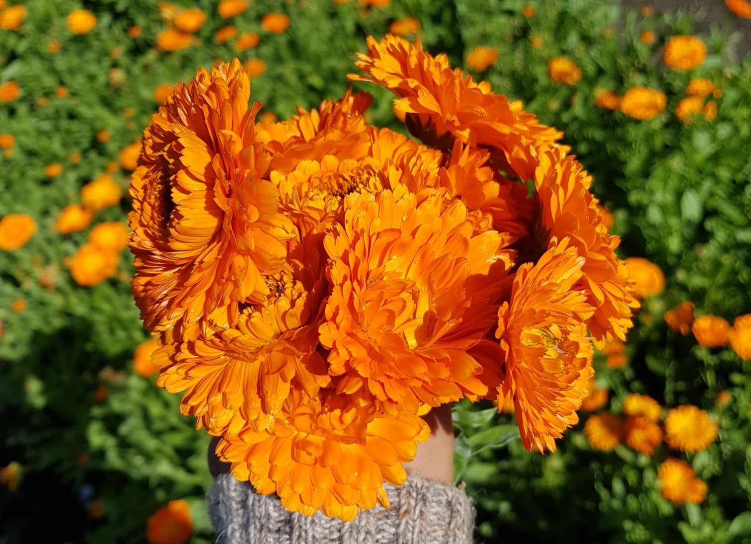 Goudsbloemen op de tuinderij